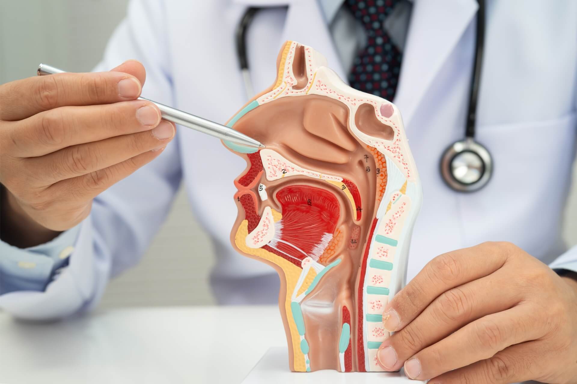 anatomia del distretto testa collo