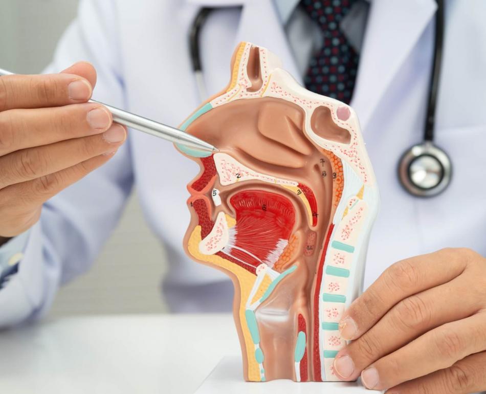 anatomia del distretto testa collo