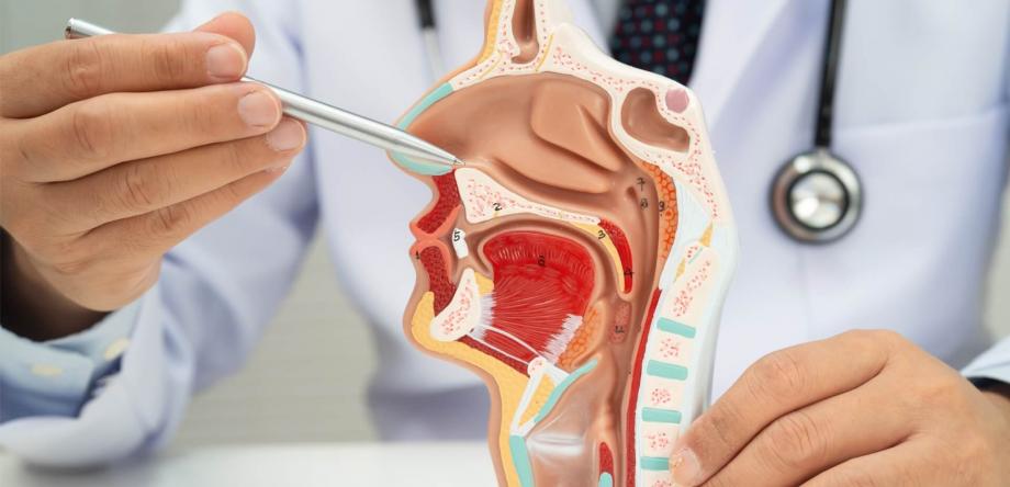 anatomia del distretto testa collo
