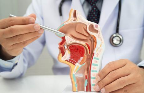 anatomia del distretto testa collo