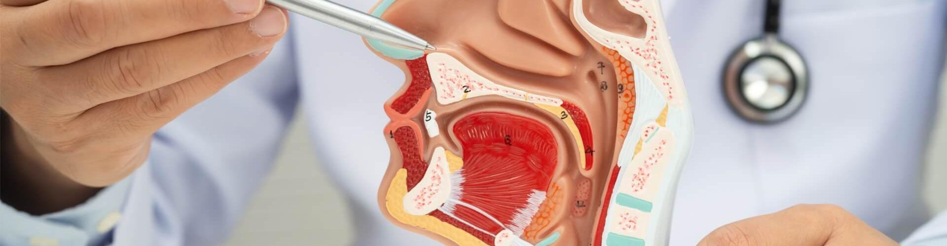 aree del distretto testa-collo